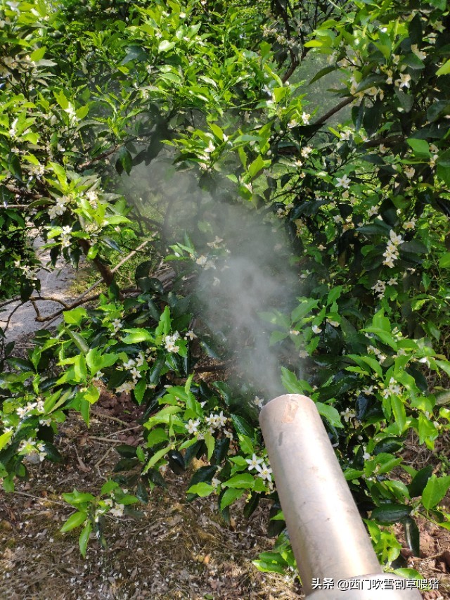 弥雾机打药缺点和优点,弥雾机打药的效果如何