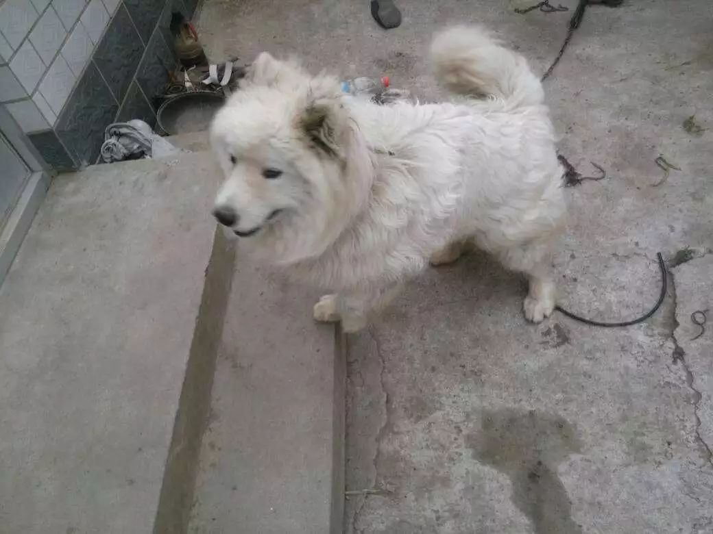 狗狗洗澡不用沐浴露怎么有效洗澡,清洗宠物狗需要几个步骤