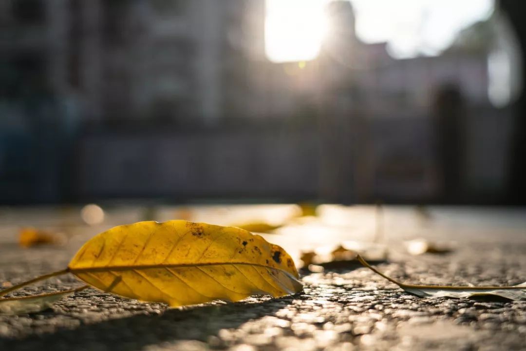 索尼fe24-105mmf4goss价格,索尼fe24-105mmf4能在尼康上用吗