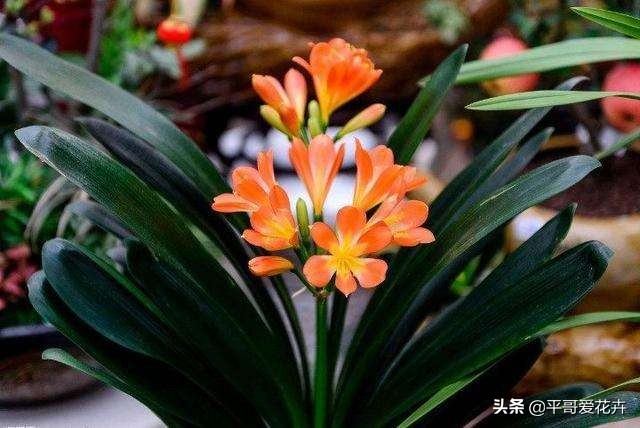 君子兰花怎样换盆最好,君子兰花谢后怎么养才能更旺盛