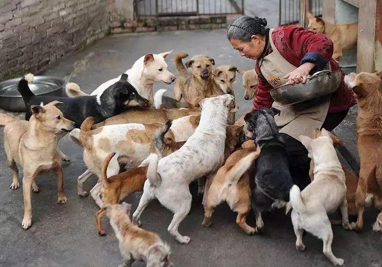 弃养率最高的五种狗,这几种狗弃养率最高太让人心疼了