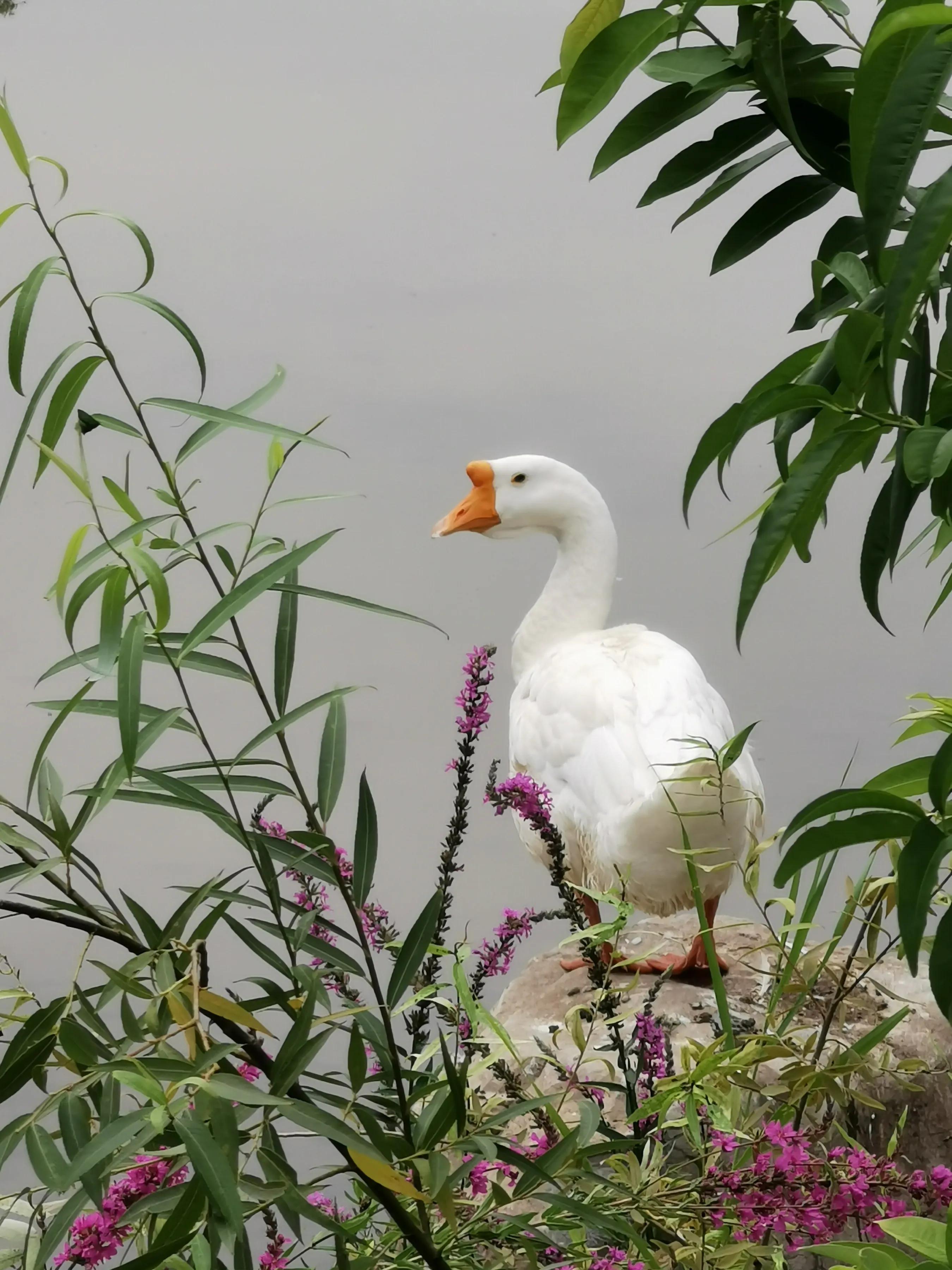 手机摄影手册圈友作品选第7期,手机摄影手册圈友作品选第6期