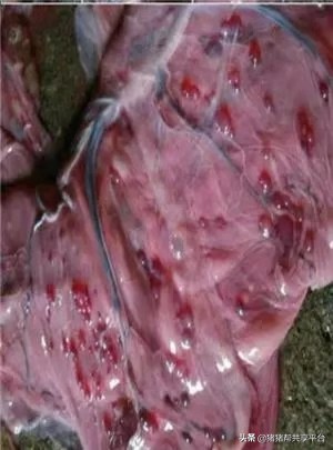 蓝耳病已感染怎么防治,非瘟疫防控新消息