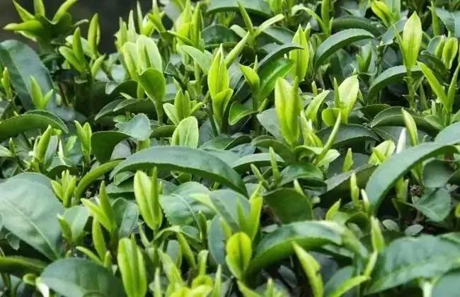 中国十大名茶茉莉花茶,中国几大名茶是哪些