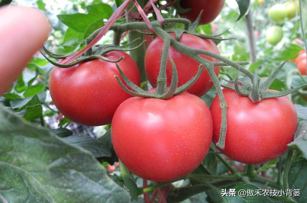 西红柿从播种到采收的视频,西红柿播种到采收需要多少天