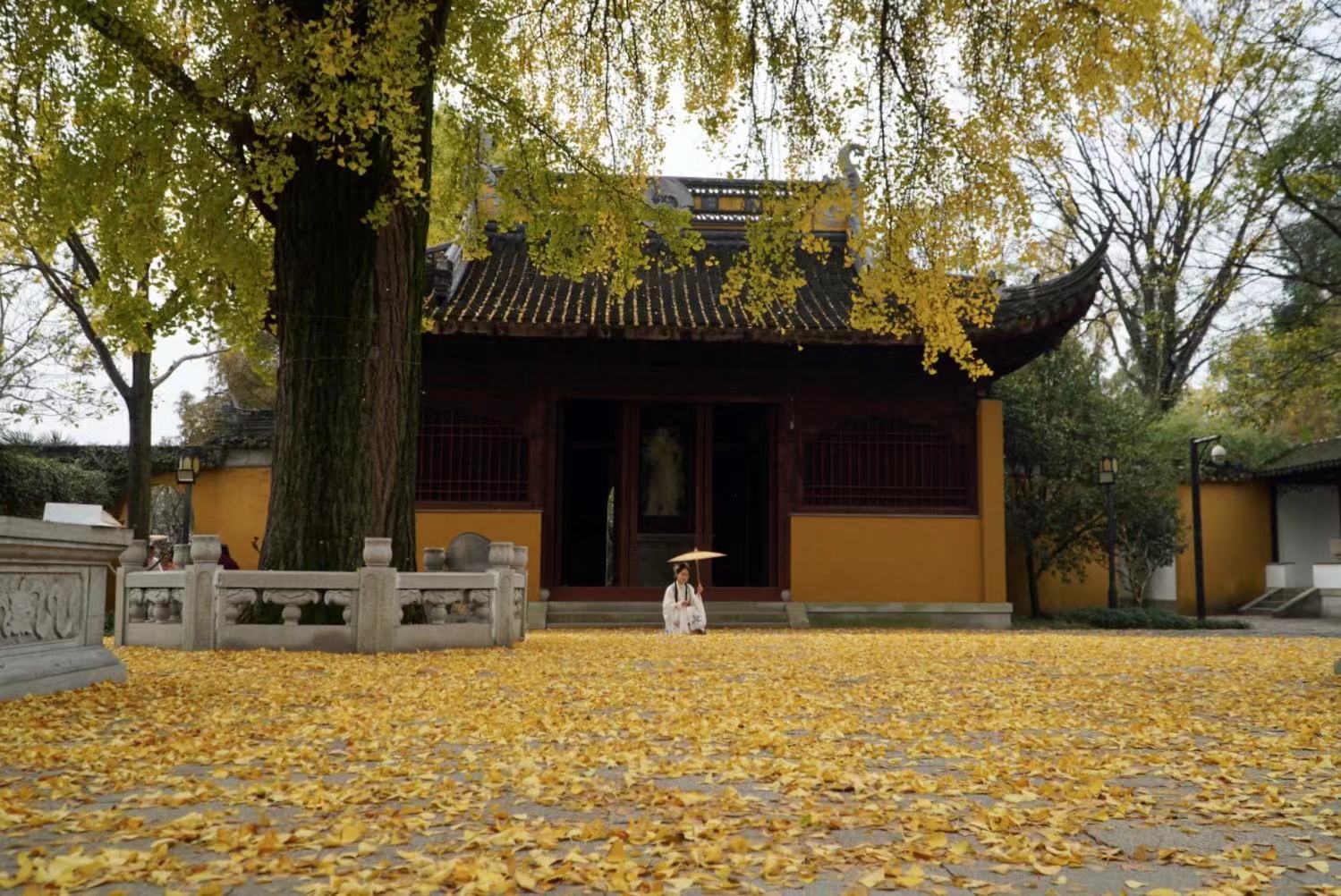 苏州银杏最好欣赏地有哪些地方,苏州银杏打卡地姑苏