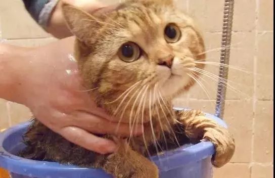 多久给猫咪洗一次澡猫咪洗澡攻略,猫咪一年洗两次澡