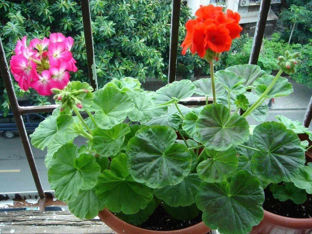 养天竺葵要随时通风,养天竺葵怎么爆盆