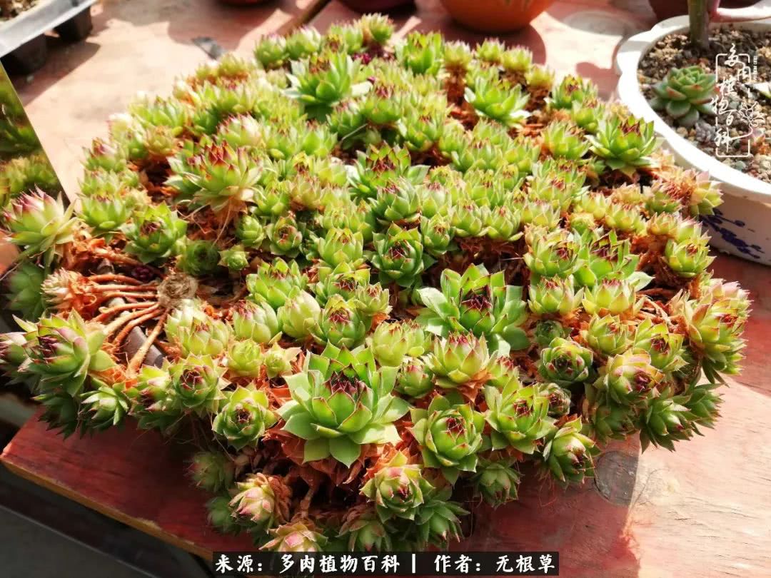 多肉寒冬中茁壮成长,多肉岁月的沉淀
