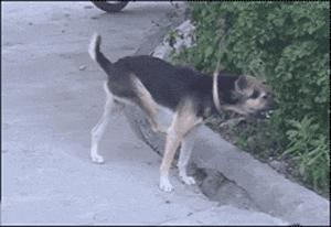 就算摔倒姿势也一定要帅,虽然哥