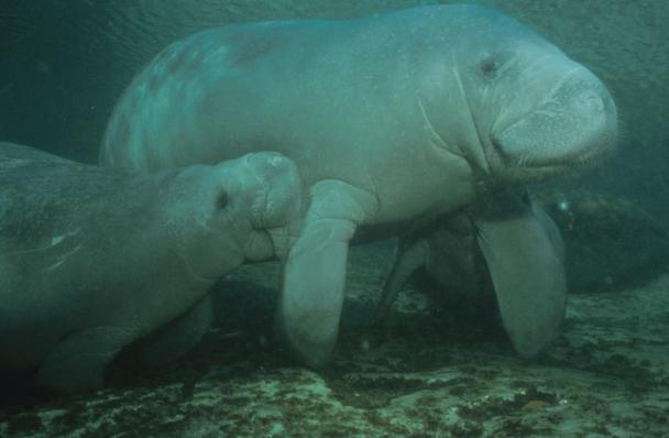 你以为人鱼都美的惊心动魄？那你是没有见过丑的！