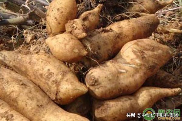 雪莲果怎样种植高产,雪莲果施什么肥能高产