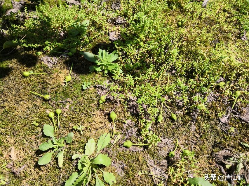 预防梨落果的方法,梨树防落果