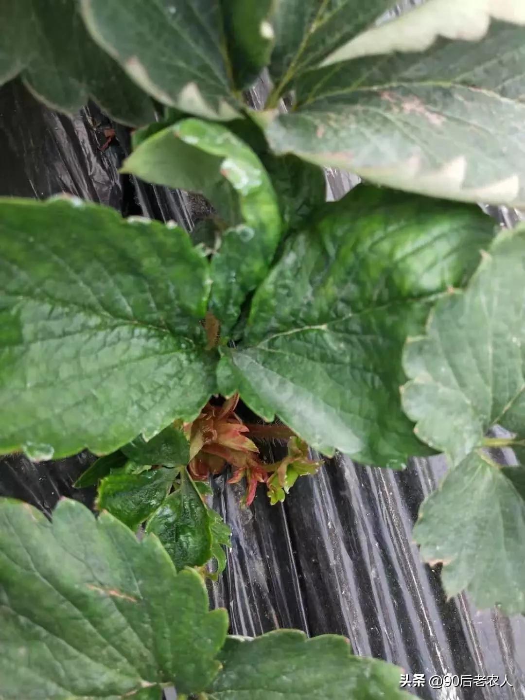 草莓白粉严重怎么治,草莓黑心病防治