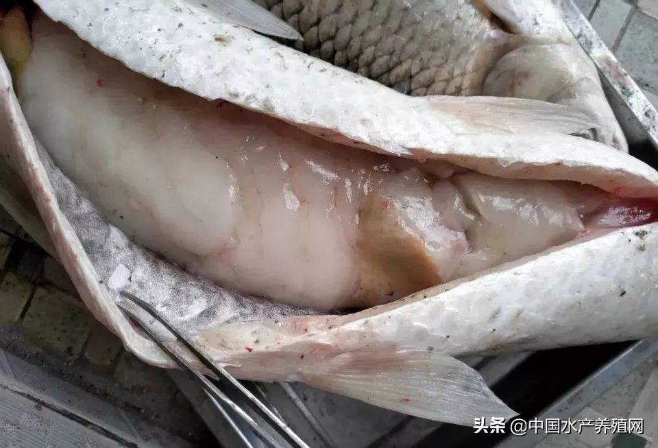 草鱼肝胆综合症最佳治疗方案,简述草鱼肝胆综合征的症状