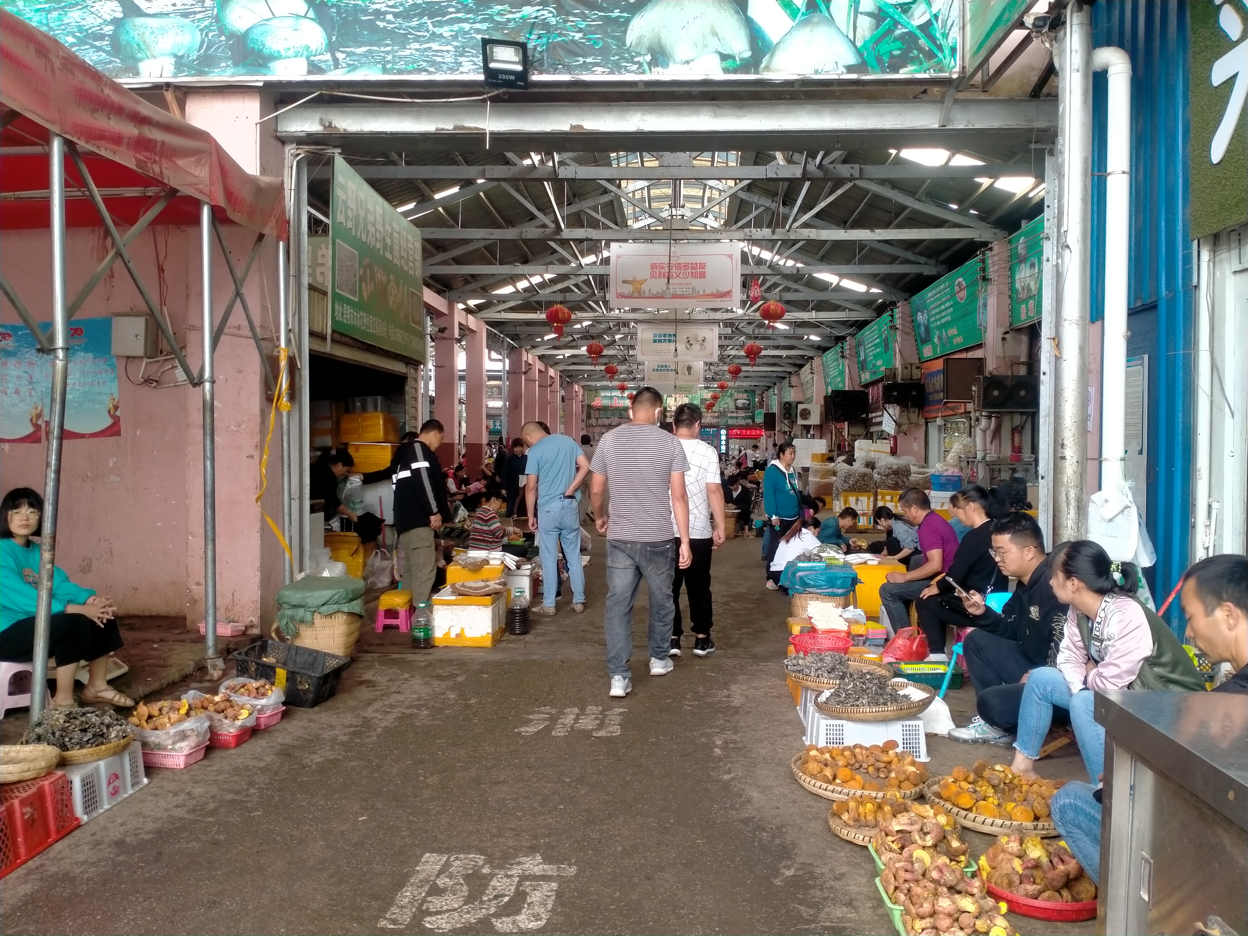 昆明木水花野生菌今天的行情视频 (云南昆明木水花野菌市场)