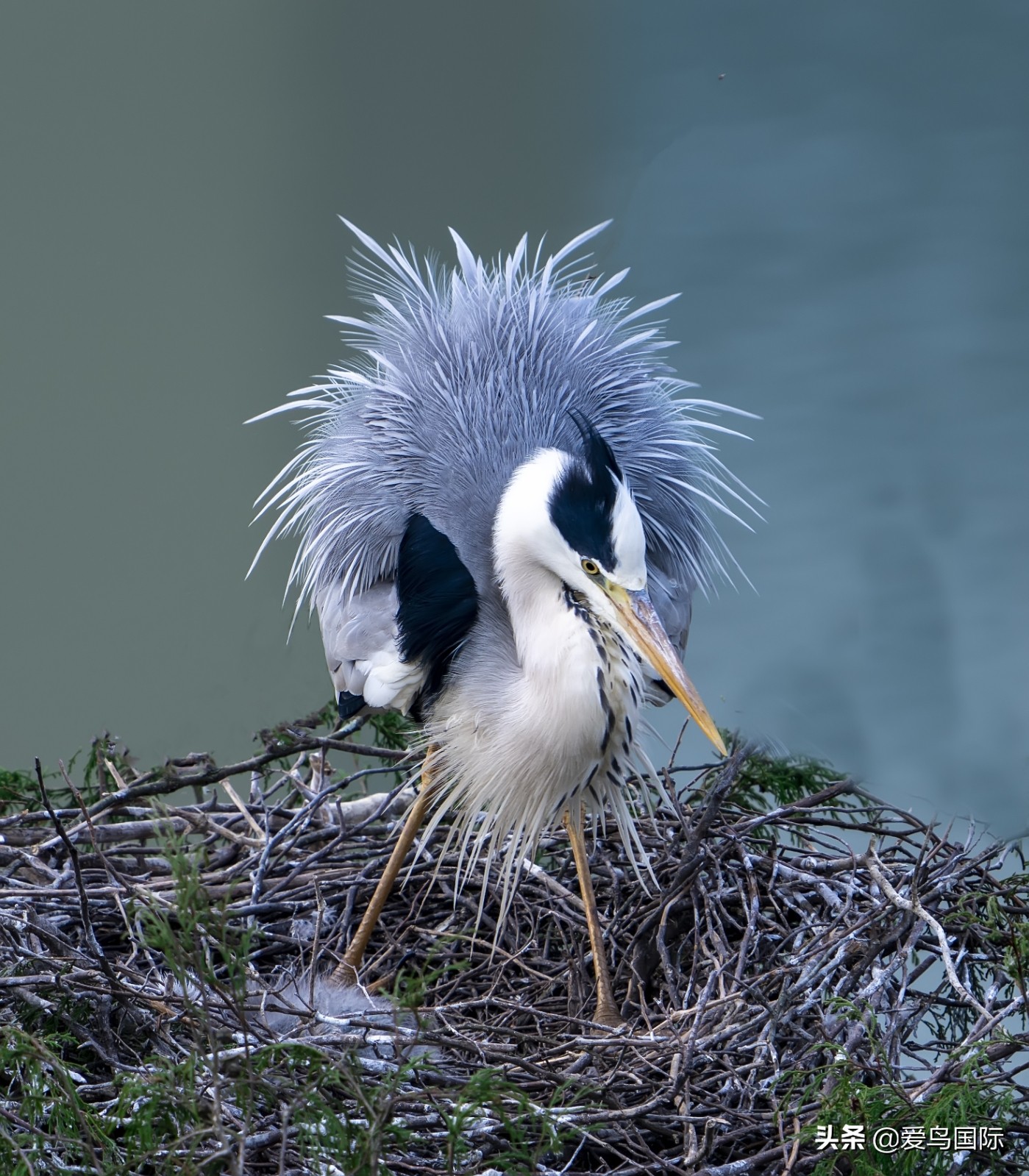 鸟类图片大全大图观赏,鸟类照片合集