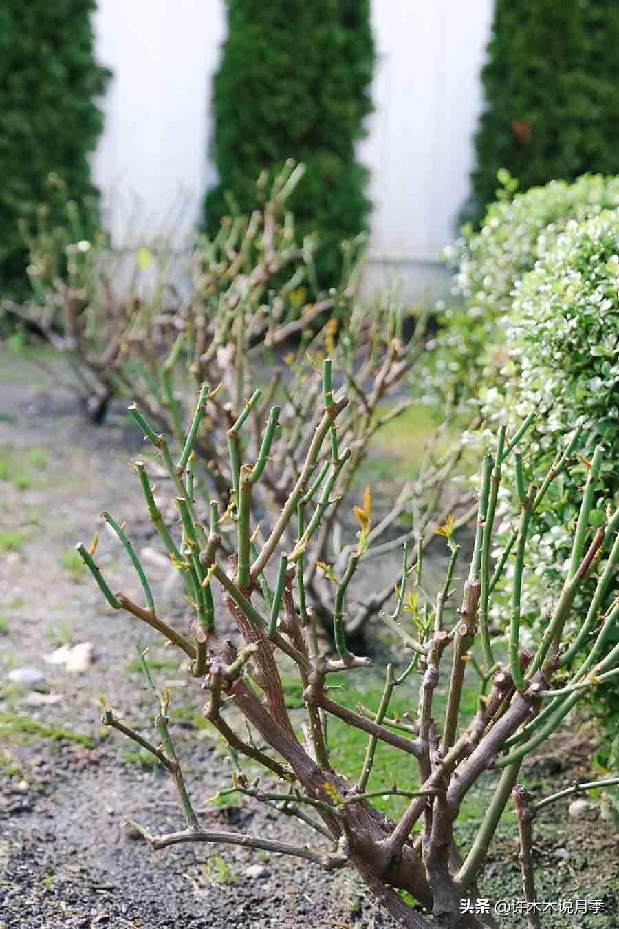 月季芽点都枯了月季还能活吗,月季枯萎了还能救活吗