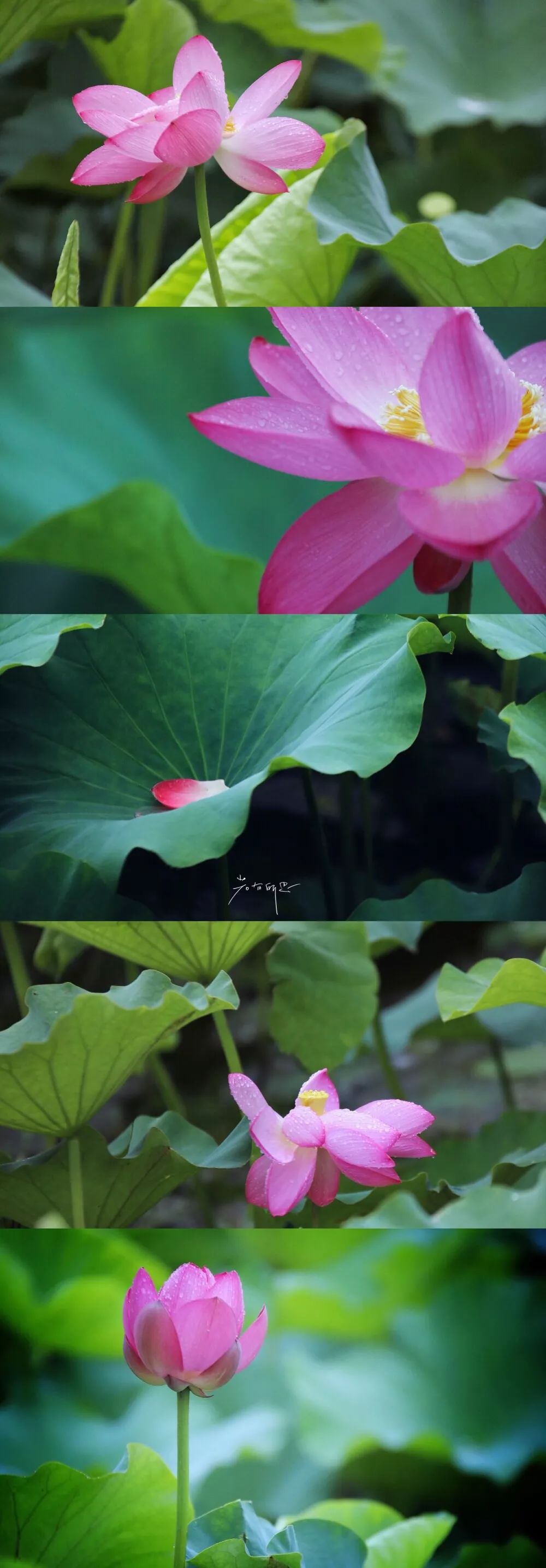 三月赏花一日游上海景点,本月上海赏花一日游最佳去处