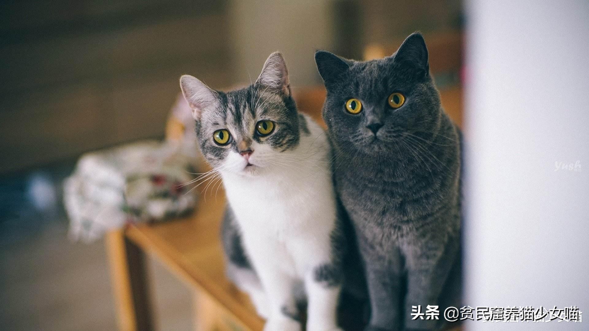 想要训练有效的基本原则,怎么训猫咪让它听话长记性