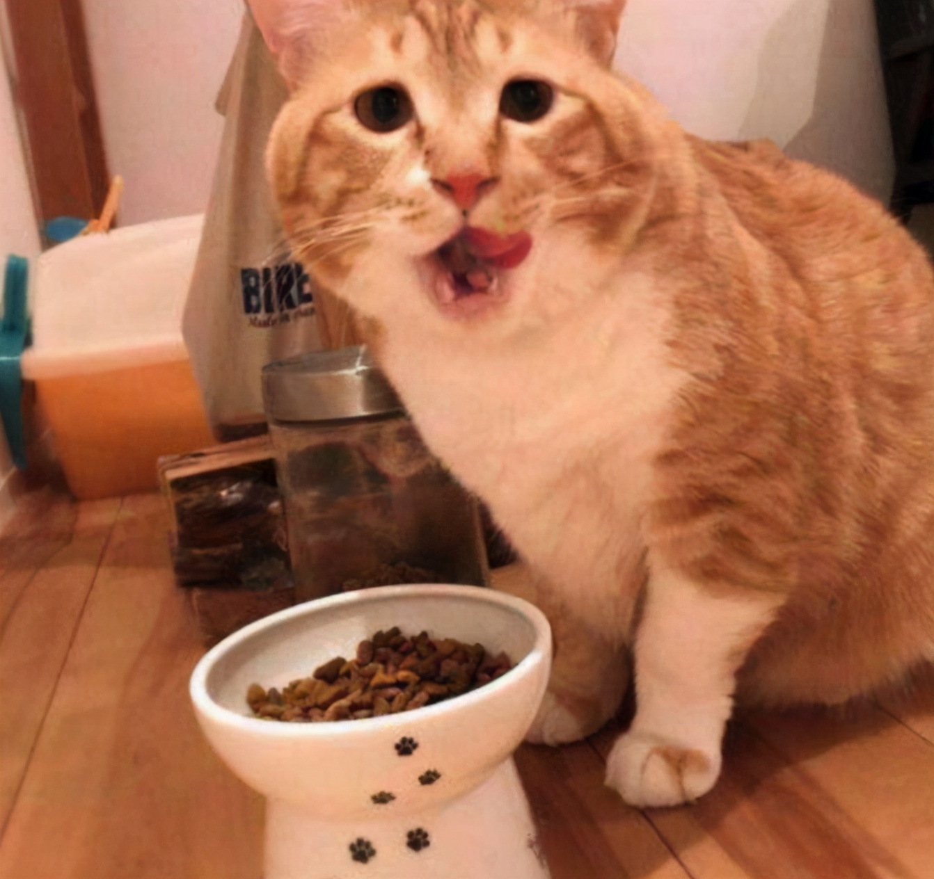 新手养猫必看省钱攻略,新手小白养猫看过来超详细攻略