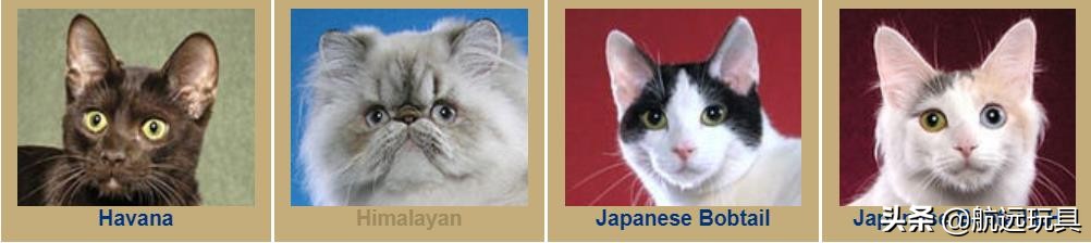 国际权威机构对猫咪的最全分类,猫咪分类大全