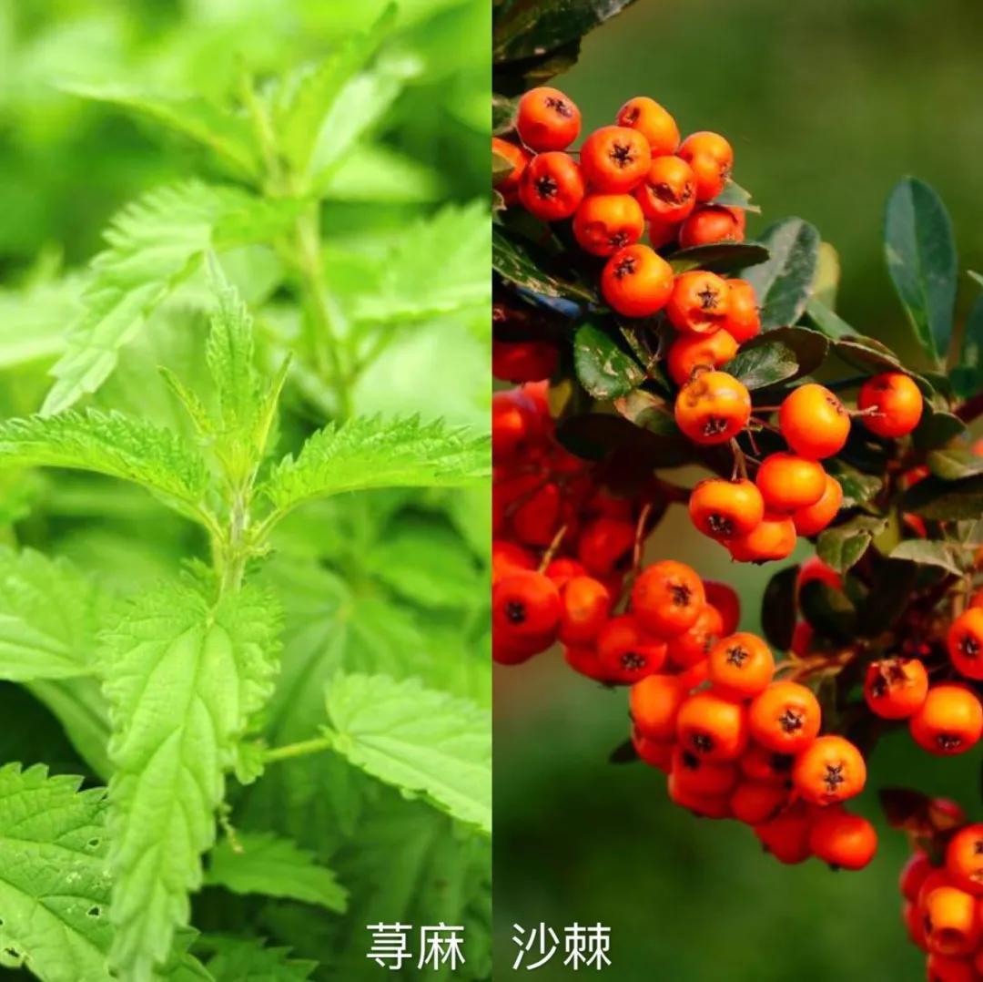 蒙古洗发水,日本洗发水蒙琉怎么样