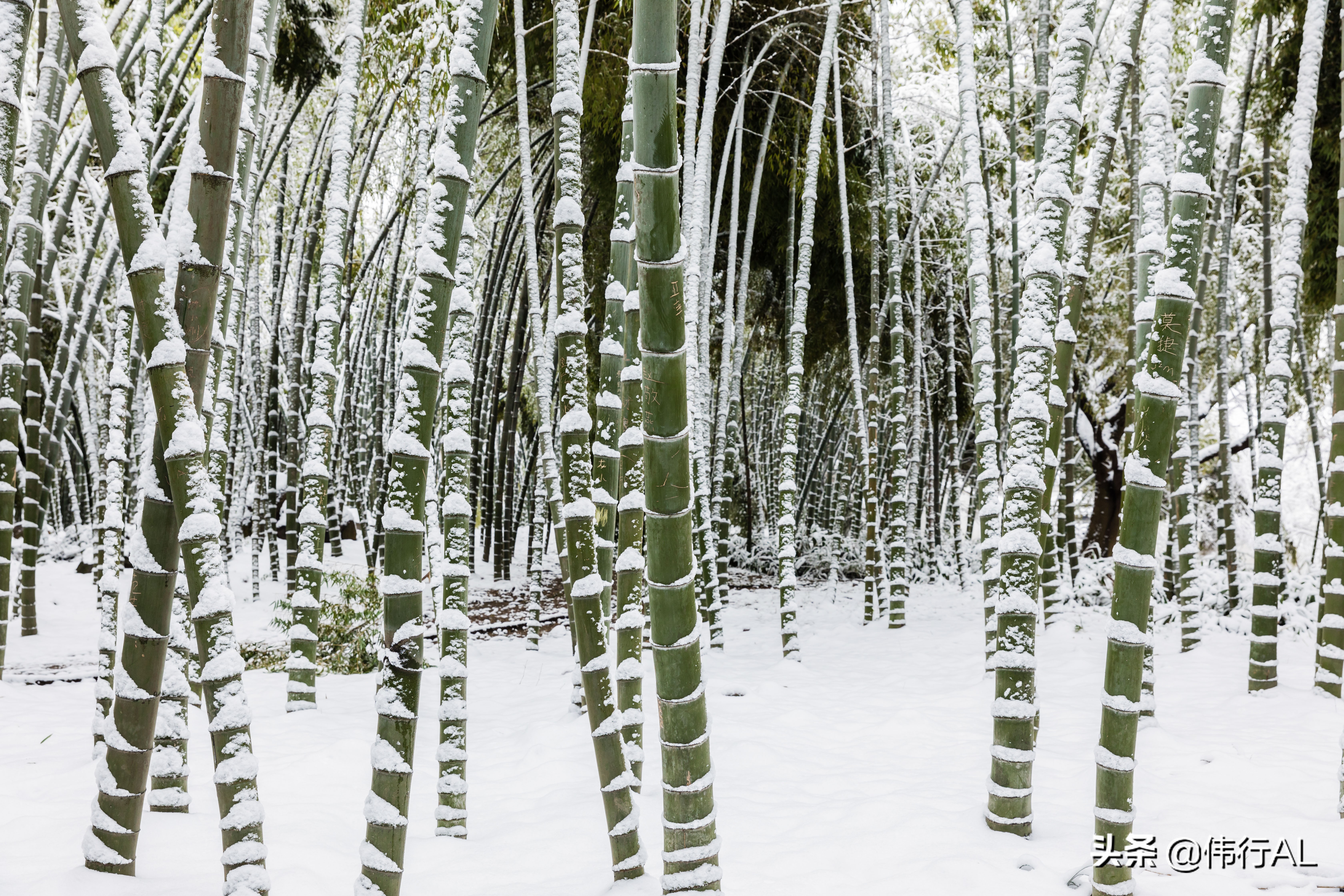 虎丘的十八景,吴中第一名胜虎丘纪念章
