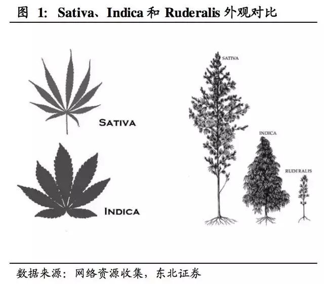 工业*麻大**：蓝海市场正待“收割”