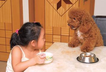 泰迪犬没有狗粮时吃什么食物好呢,泰迪犬喂狗粮好消化吗