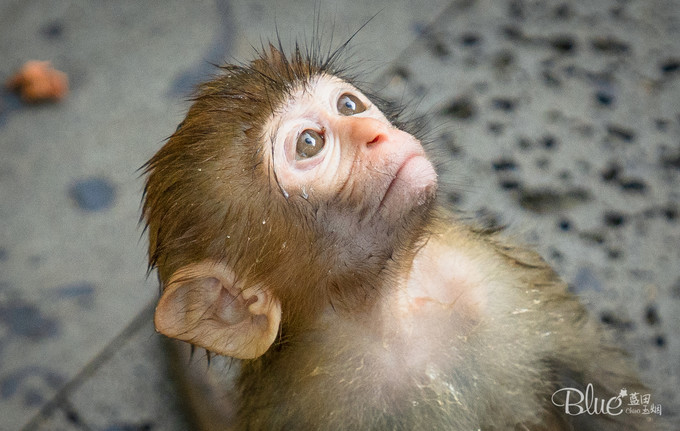 南湾岛猴王,海南南湾猴岛的猴王争夺战
