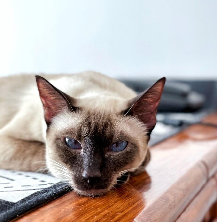 暹罗猫到底好不好看,暹罗猫好不好撸