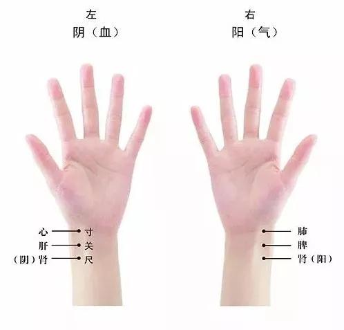 带你领略中医诊病奥秘,带你了解中医怎么把脉