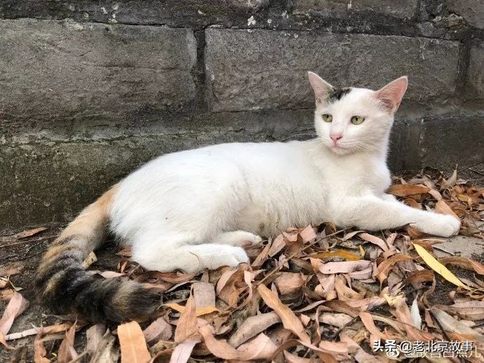 故宫成了动物园,故宫北京动物园