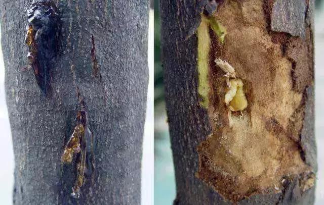 柑橘树的土壤里的虫用什么药,柑橘生长过程中主要有哪些病虫害