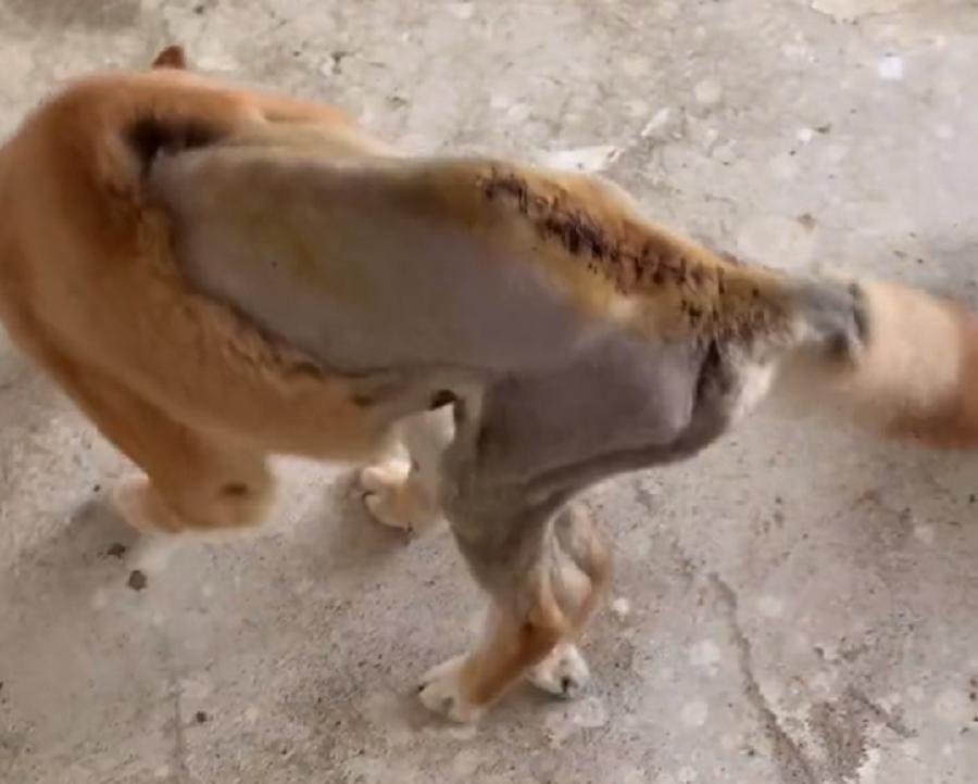 宠物医院救助车祸的狗狗,救治车祸流浪狗