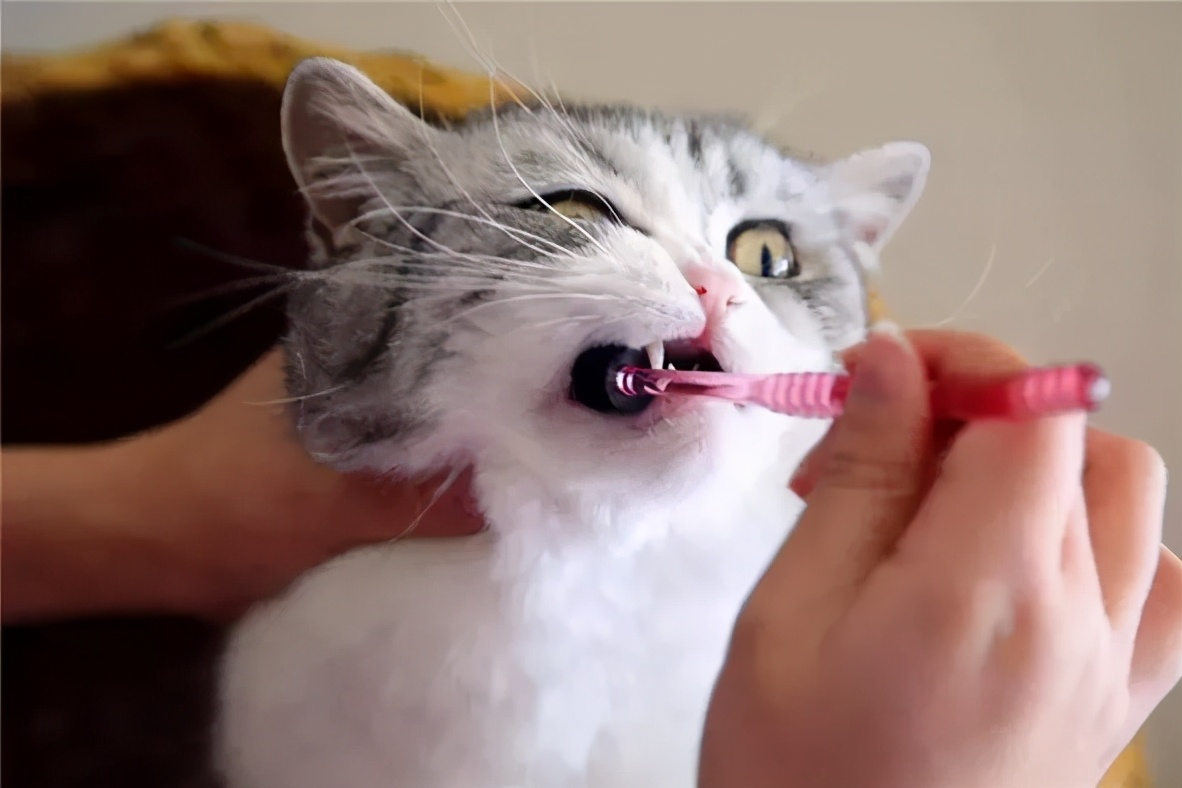 猫咪长蛀牙怎么办,猫咪蛀牙治疗费用