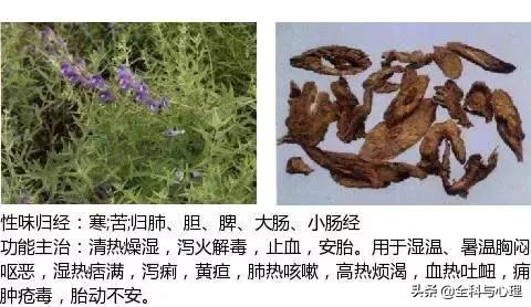 史上最全中草药图谱（附主治功效）（一）