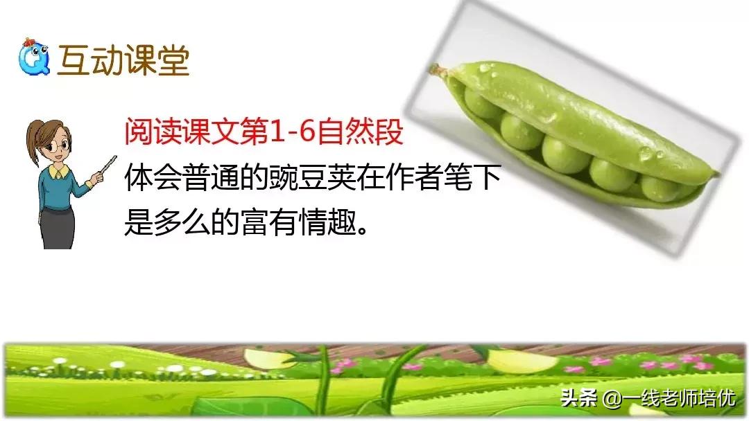 四年级上册豆荚里的五粒豆笔记,一个豆荚里的五粒豆四年级课文