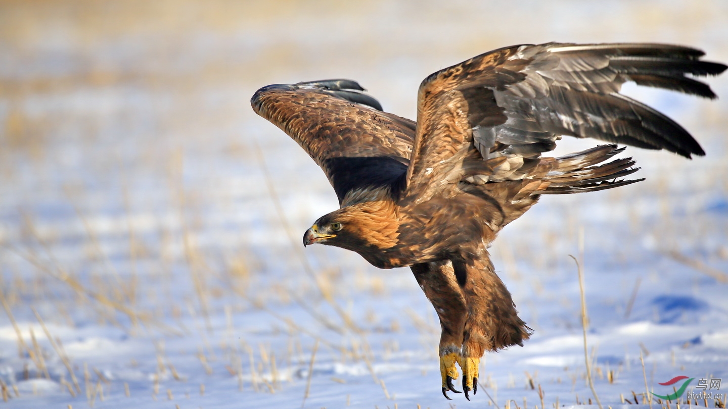 世界上最凶猛的鸟角雕,金雕最怕的天敌鹰隼捕杀金雕