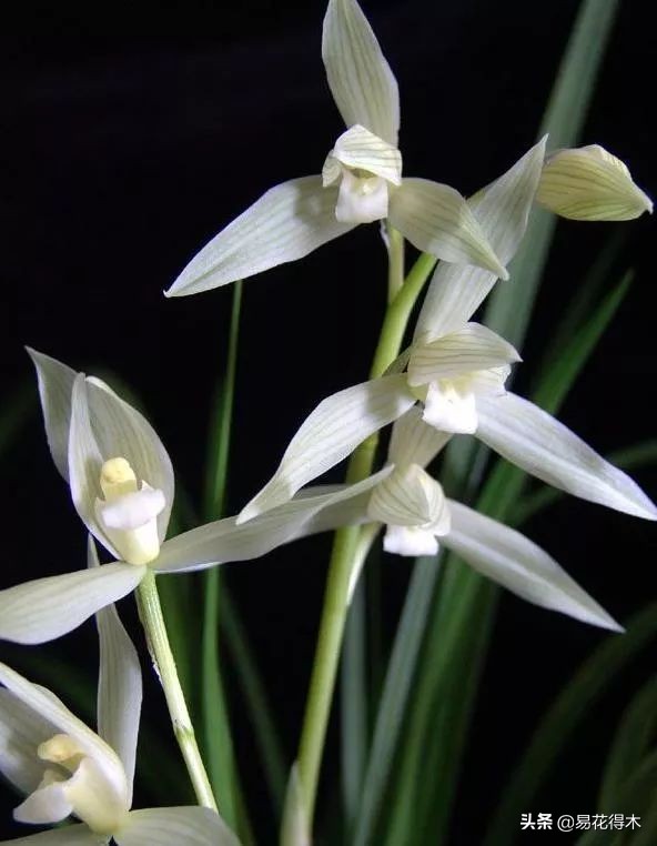 大雪素莲瓣兰和剑阳蝶多少钱一苗,莲瓣兰大雪素和老种大雪素的区别