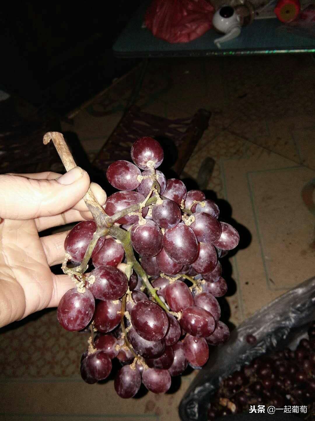 葡萄来历小故事,收葡萄酿酒