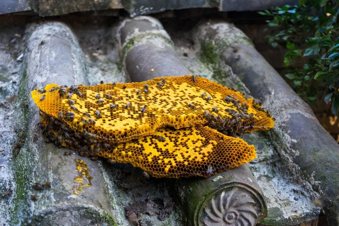 土蜂蜜取蜜全过程,土蜂蜜正确取蜜方法