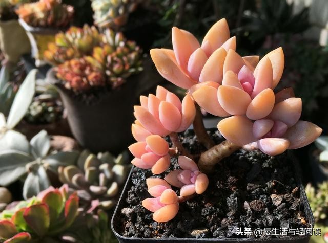 《慢生活·轻阅读》1647期