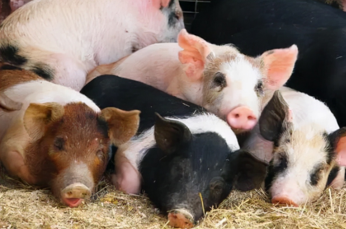最近小猪不吃食怎么办,小猪不爱吃食怎么办