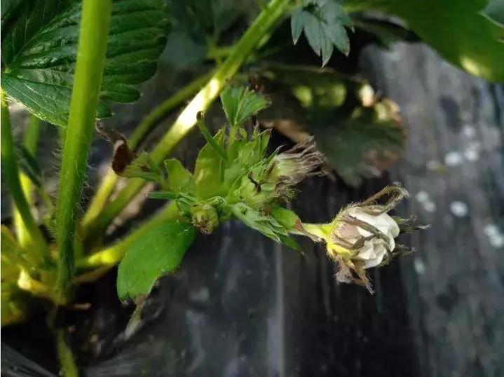 草莓叶片边缘干枯是缺肥还是病,草莓叶片边缘焦枯怎么回事