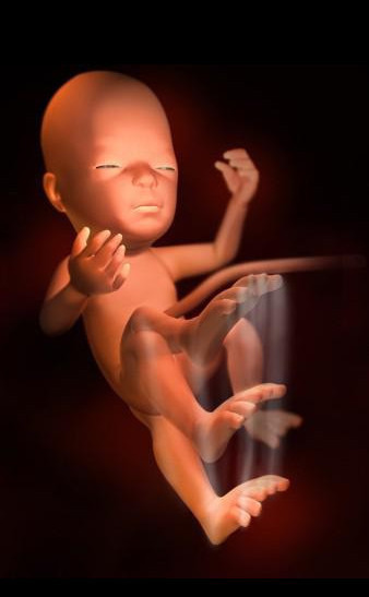 怀孕7个月孕妈的一天,怀孕前三个月胎儿最怕的事