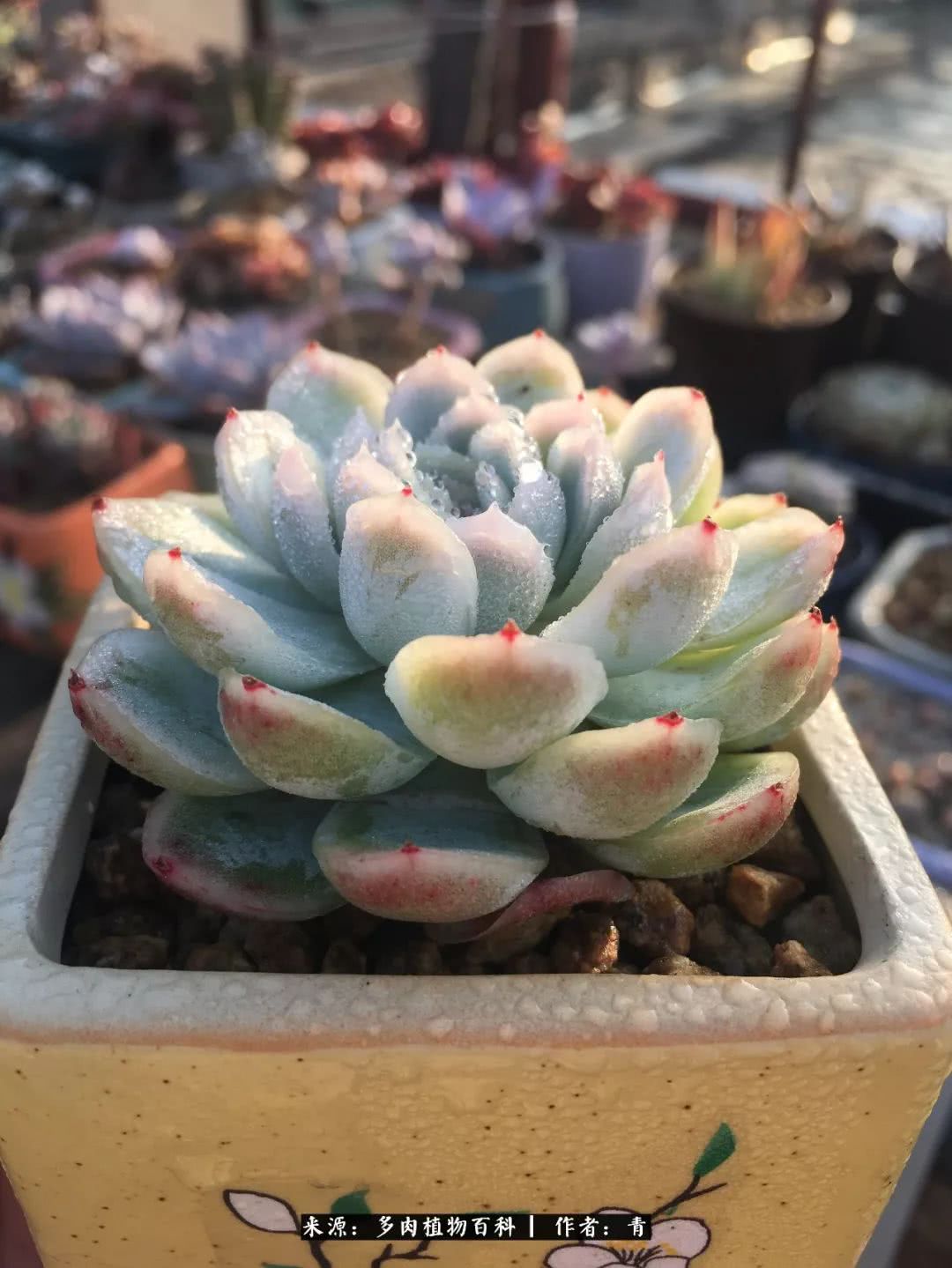 入坑多肉无法自拔,沉迷多肉无法自拔