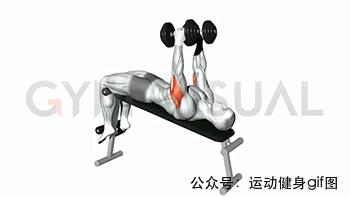 100张肌肉分解图,手臂肌肉的爆发力怎么练