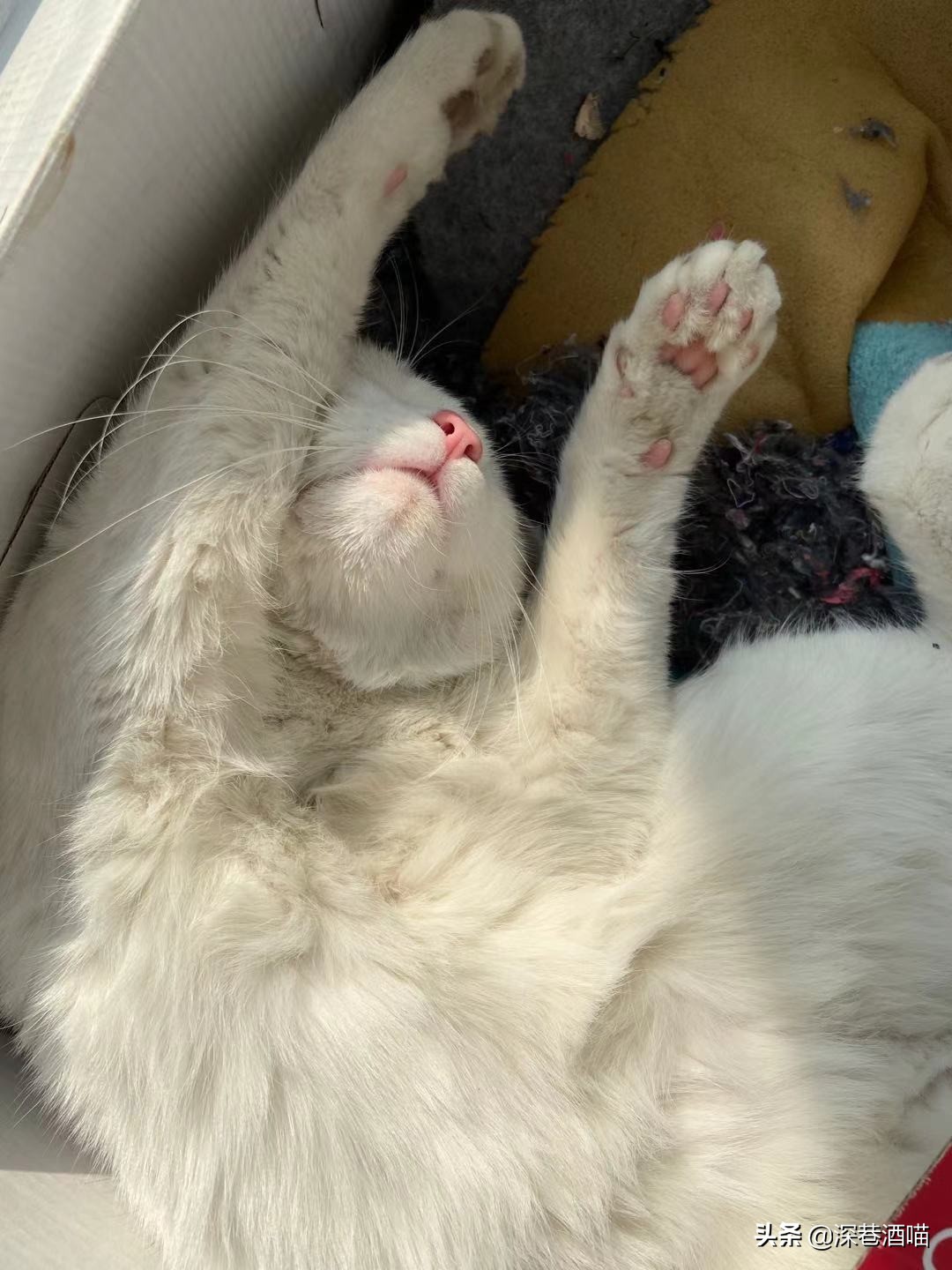 中国的田园犬有多聪明,田园猫的身体素质有多强